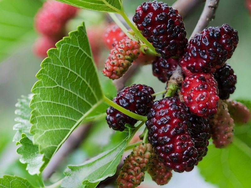Шелковица купить саженцы из питомнике в Канаше