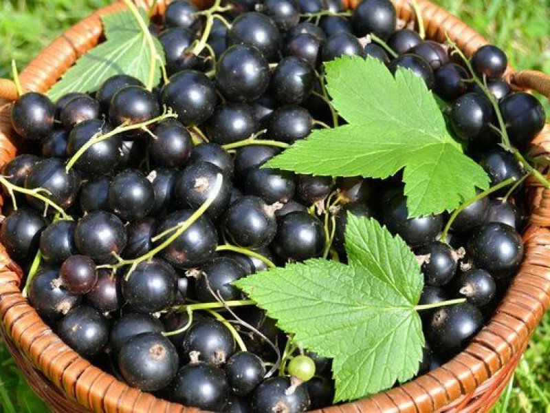 Смородина купить саженцы из питомника в Канаше