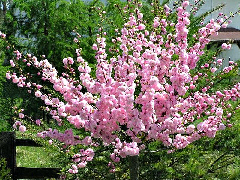 Миндаль купить саженцы из питомника в Канаше