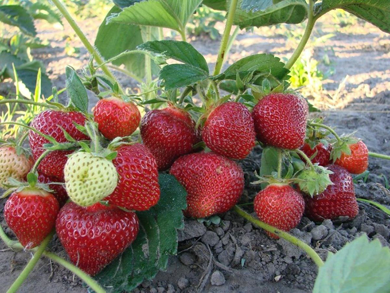 Клубника купить саженцы из питомника в Канаше