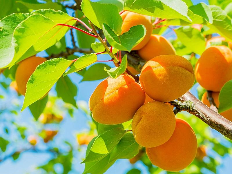 Абрикос купить саженцы из питомнике в Канаше