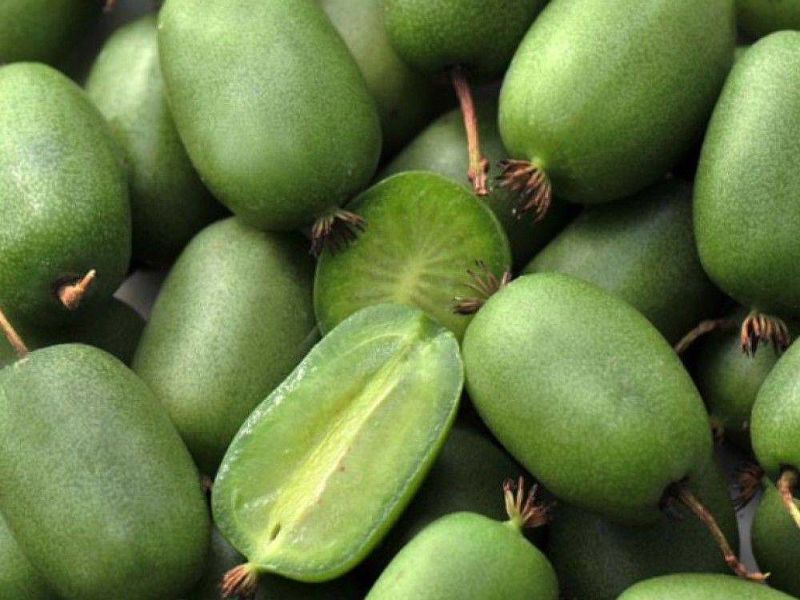 Актинидия купить саженцы из питомнике в Канаше