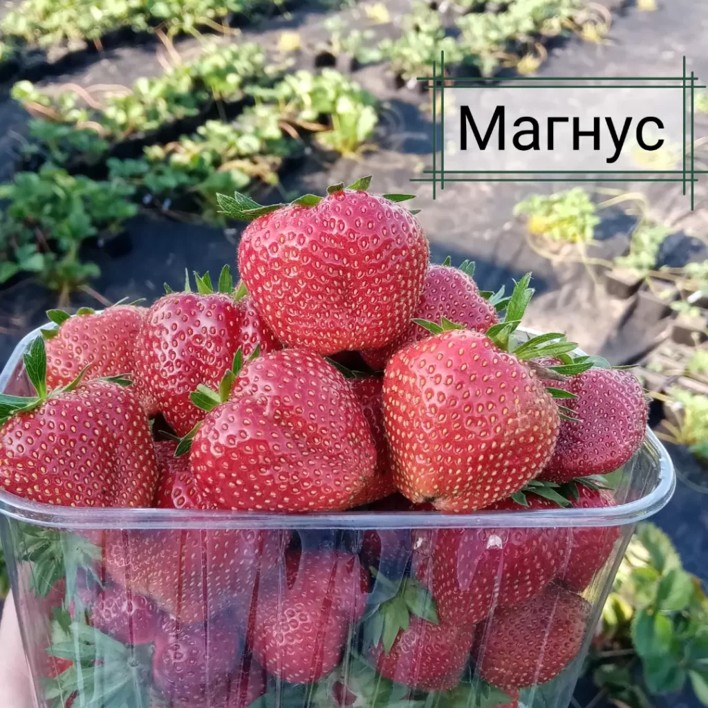 Клубника "МАГНУС" (7шт.)