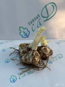 Лилия "ТРИУМФАТОР" 3 штуки (размер 18/20)