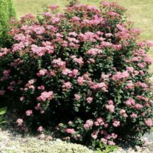 Спирея "БУЛАТА" (стакан Р9)