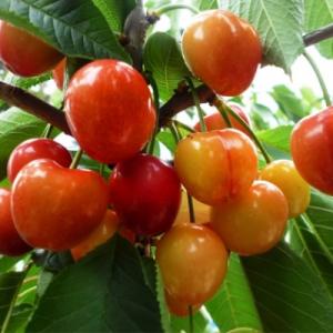 Черешня "ФРАНЦ ИОСИФ"