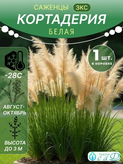 ПАМПАСНАЯ ТРАВА (КОРТАДЕРИЯ) БЕЛАЯ САЖЕНЕЦ