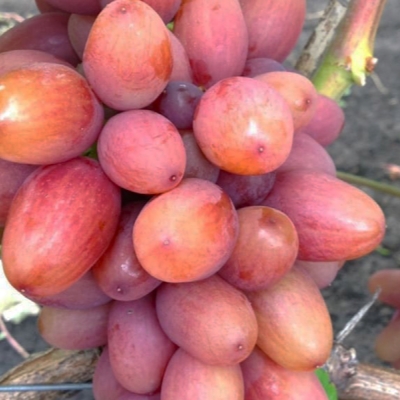 Виноград "БОГЕМА"